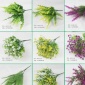 仿真植物墙草仿真小植物塑料小把书仿真尤加利草仿真翡翠草小水草