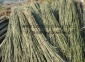 批发各类水竹菜架竹 优质农用小竹竿 绿化支撑 竹梢 蔬菜搭架竹竿